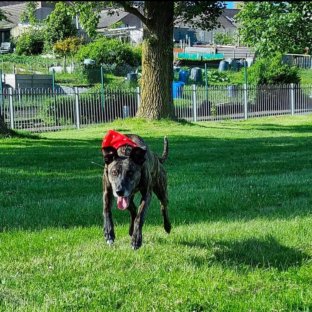 Nala