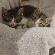 Lucien Et Lucienne participe au concours pour gagner de l'argent avec cette photo : adorable, animal, cat, companion, cozy, cute, ears, feline, fur, indoors, kitten, pet, pink_nose, resting, sleepy, small, snuggling, soft, towel, young