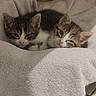 adorable, animal, cat, companion, cozy, cute, ears, feline, fur, indoors, kitten, pet, pink_nose, resting, sleepy, small, snuggling, soft, towel, young