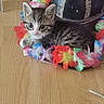 animal, cat, closeup, colorful, cute, decor, feline, flower_lei, fluffy, indoor, kitten, pet, playful, relaxed, resting, small, tabby, whiskers, wooden_floor, young
