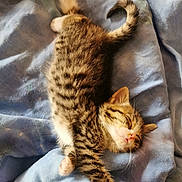 Lucienne participe au concours pour gagner de l'argent avec cette photo : animal, blanket, blue, cat, cozy, cute, domestic, feline, fur, indoors, kitten, nap, paw, pet, relaxing, sleeping, soft, tabby, whiskers, young