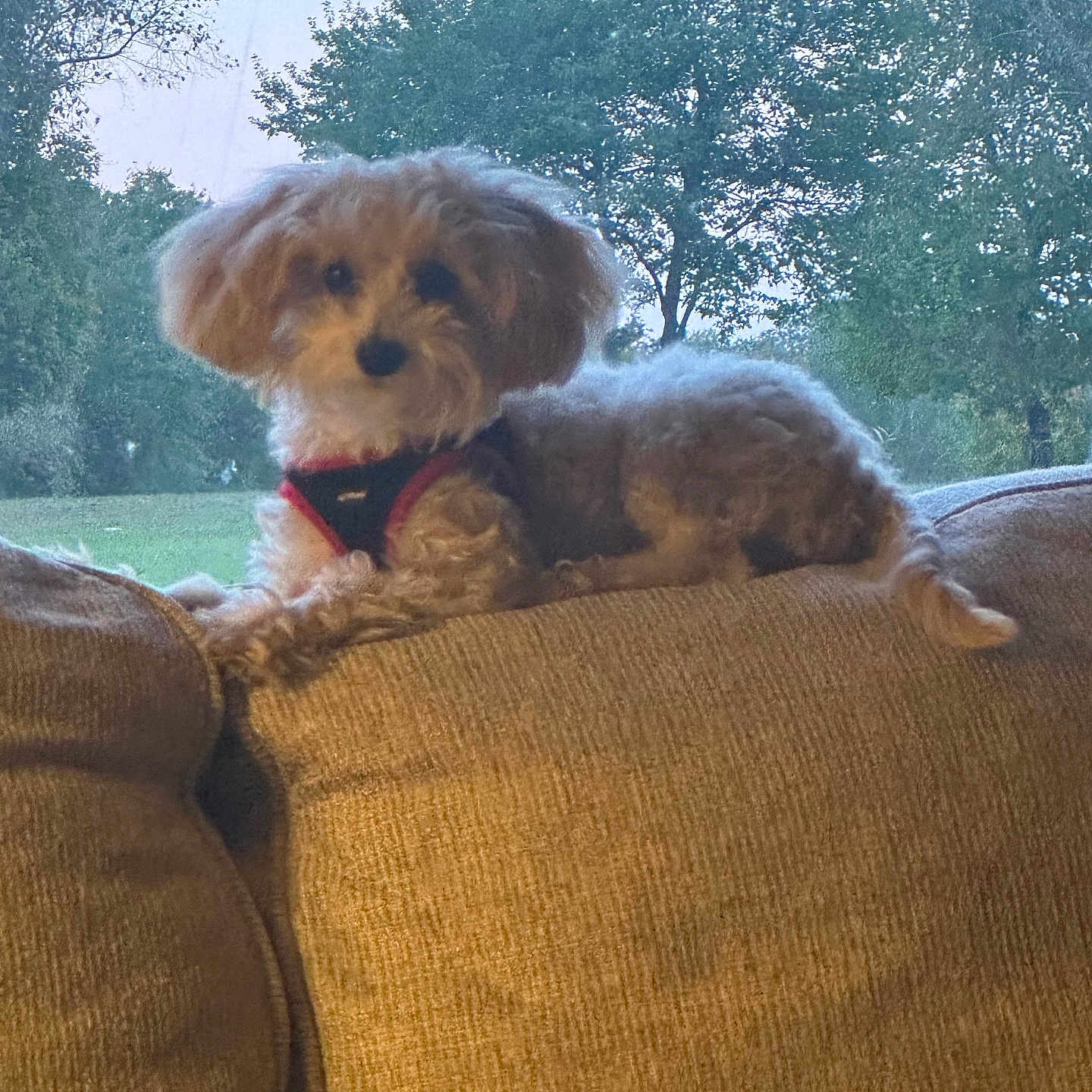 Huckleberry Finn is registered to the contest to win money with this photo: animal, brown_couch, canine, couch, daylight, dog, domestic_animal, fluffy, fur, grass, home, indoor, nature, outdoor, pet, relaxing, resting, small_dog, trees, window