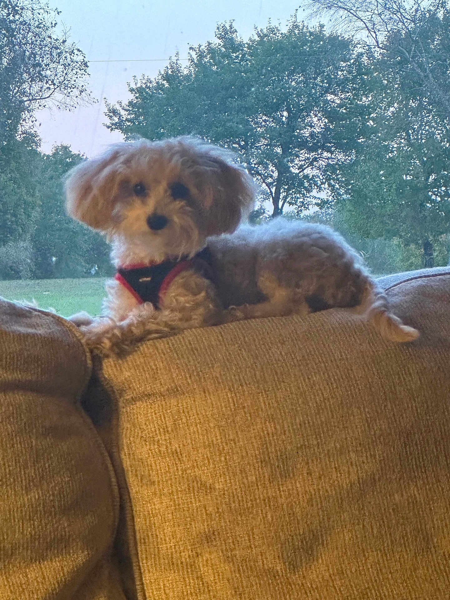 Huckleberry Finn is registered to the contest to win money with this photo: dog, small_dog, fluffy, couch, indoor, outdoor, window, trees, grass, pet, relaxing, brown_couch, canine, fur, nature, daylight, resting, animal, domestic_animal, home