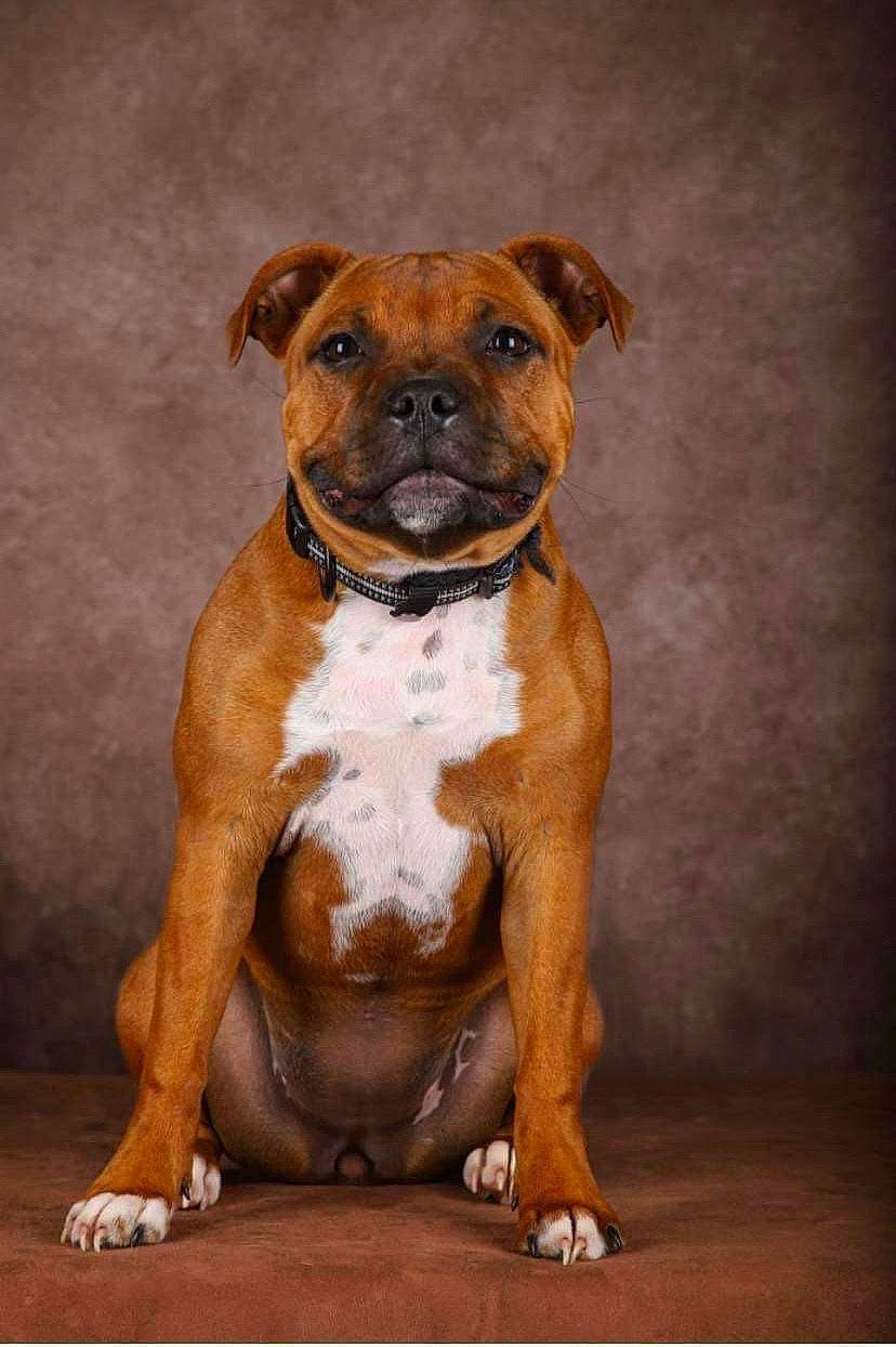 Tia a rejoint le concours — aidez-le/la à gagner de superbes lots ! art, boxer, canidae, carnivore, collar, companion_dog, dog, dog_breed, dog_collar, drawing, fawn, liver, molosser, painting, snout, sporting_group, whiskers, window, working_animal, working_dog