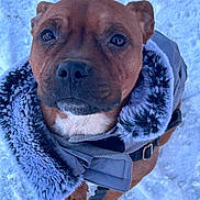 Tia participe au concours pour gagner de l'argent avec cette photo : dog, brown_dog, pet, winter_coat, fur_collar, snow, outdoor, animal, canine, closeup, portrait, leash, cold_weather, fur, winter, looking_at_camera, paw, coat, cute, companion