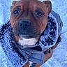 dog, brown_dog, pet, winter_coat, fur_collar, snow, outdoor, animal, canine, closeup, portrait, leash, cold_weather, fur, winter, looking_at_camera, paw, coat, cute, companion