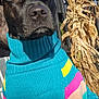 animal, black_dog, blue_sky, canine, closeup, colorful_clothing, companion, cornstalks, cute, dog, fall, fence, nature, outdoor, pet, portrait, seasonal, sunlight, sweater, warm_clothing