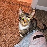 Beo joined the competition — help win amazing prizes! carpet, cat, cozy, curious, domestic_animal, ears, feline, floor, house, indoor, looking_up, paw, person, pet, striped, sweatpants, tabby_cat, tail, whiskers, zipper_pocket