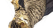 Beo is registered to the contest to win money with this photo: animal, cat, closeup, cozy, cute, cute_pet, domestic_cat, feline, fur, indoor, mammal, paw, pet, relaxing, resting, sleeping, soft, striped, tabby_cat, whiskers