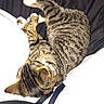 animal, cat, closeup, cozy, cute, cute_pet, domestic_cat, feline, fur, indoor, mammal, paw, pet, relaxing, resting, sleeping, soft, striped, tabby_cat, whiskers