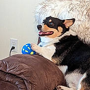 Cole joined the competition — help win amazing prizes! art, border_collie, canidae, carnivore, comfort, companion_dog, couch, dog, dog_breed, fawn, fur, painting, paw, snout, stuffed_toy, tail, terrestrial_animal, toy, whiskers, working_animal