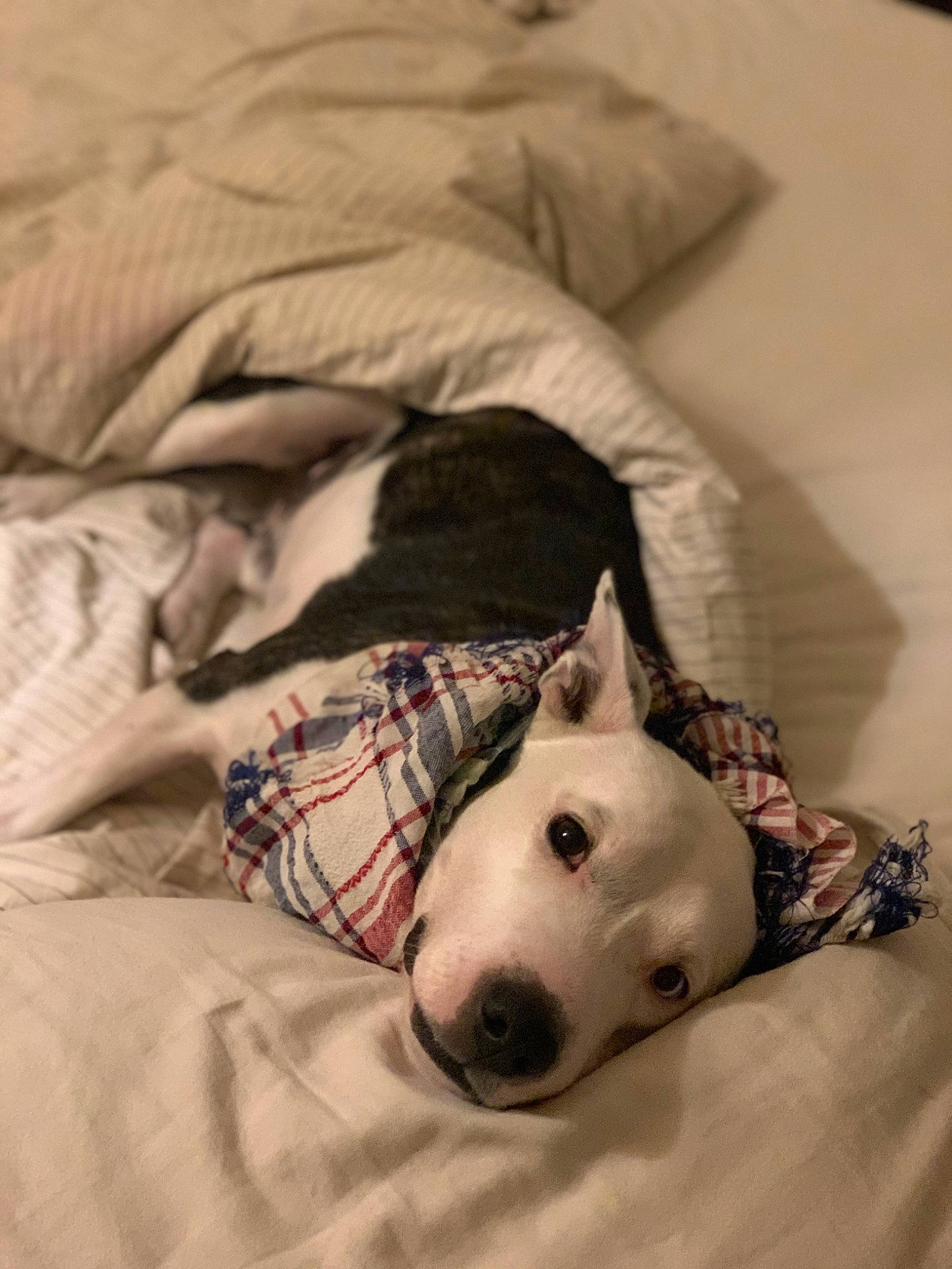 Diesel participe au concours pour gagner de l'argent avec cette photo : bedding, canidae, carnivore, collar, comfort, companion_dog, couch, dog, dog_breed, dog_supply, fawn, fur, grey, linens, pattern, snout, sporting_group, terrestrial_animal, whiskers, working_animal