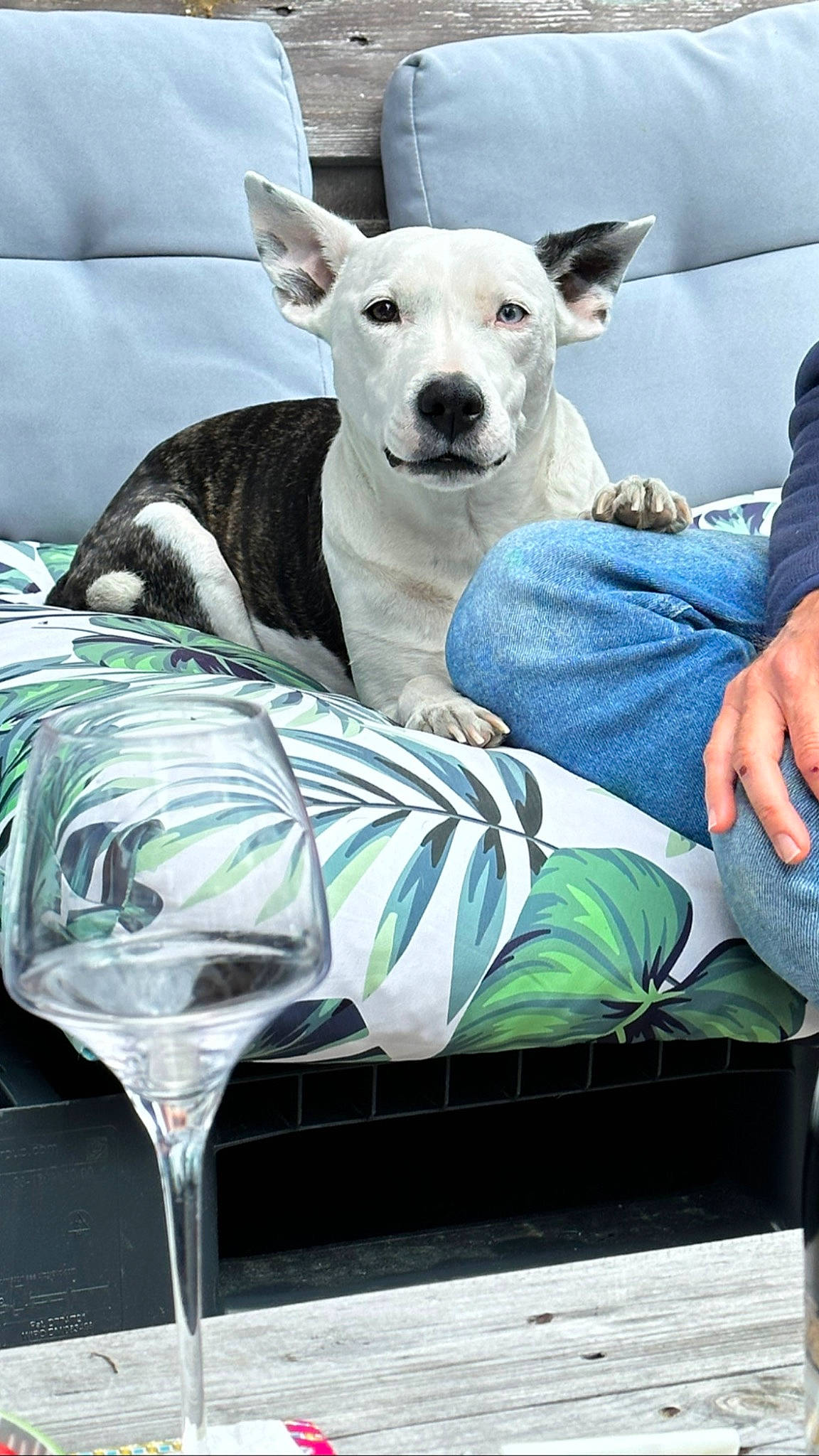 Diesel a rejoint le concours — aidez-le/la à gagner de superbes lots ! canidae, carnivore, collar, comfort, companion_dog, couch, dog, dog_breed, dog_supply, drinkware, fawn, grey, linens, pillow, sitting, snout, sporting_group, terrestrial_animal, white, working_animal