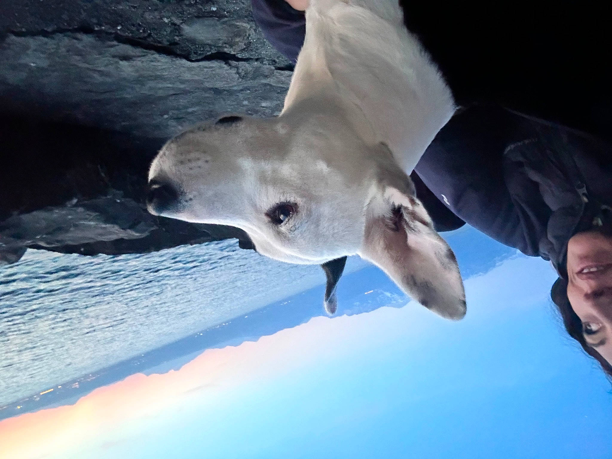 Diesel a rejoint le concours — aidez-le/la à gagner de superbes lots ! carcharhiniformes, cartilaginous_fish, cloud, electric_blue, feather, fin, fish, gesture, lamniformes, marine_biology, marine_mammal, shark, sky, smile, snout, terrestrial_animal, vertebrate, water, wildlife, wing