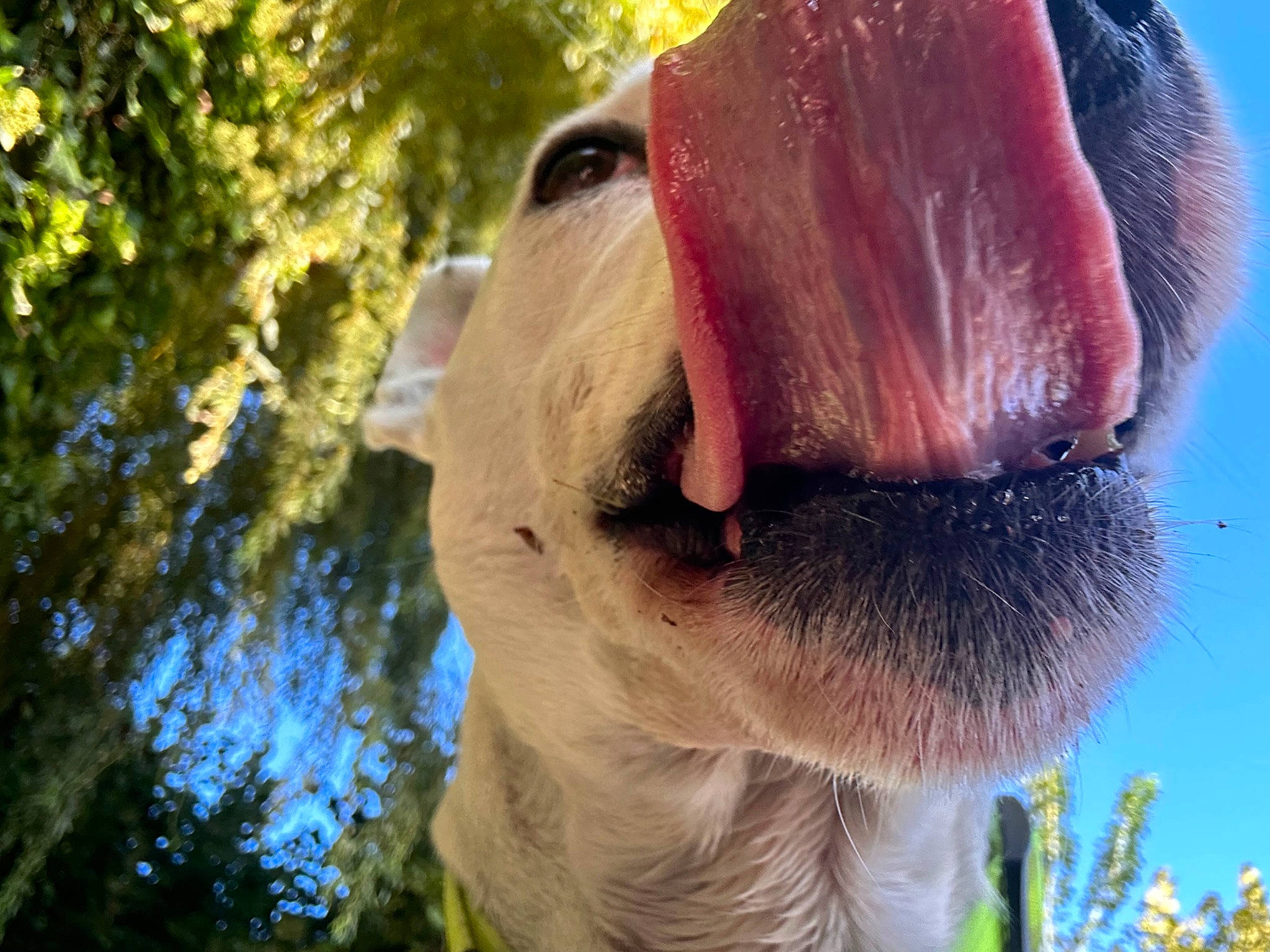 Diesel participe au concours pour gagner de l'argent avec cette photo : airedale_terrier, beard, botany, carnivore, dog, dog_breed, eyewear, facial_hair, fawn, fur, glasses, grass, hat, plant, snout, sporting_group, sunglasses, tree, trunk, working_animal