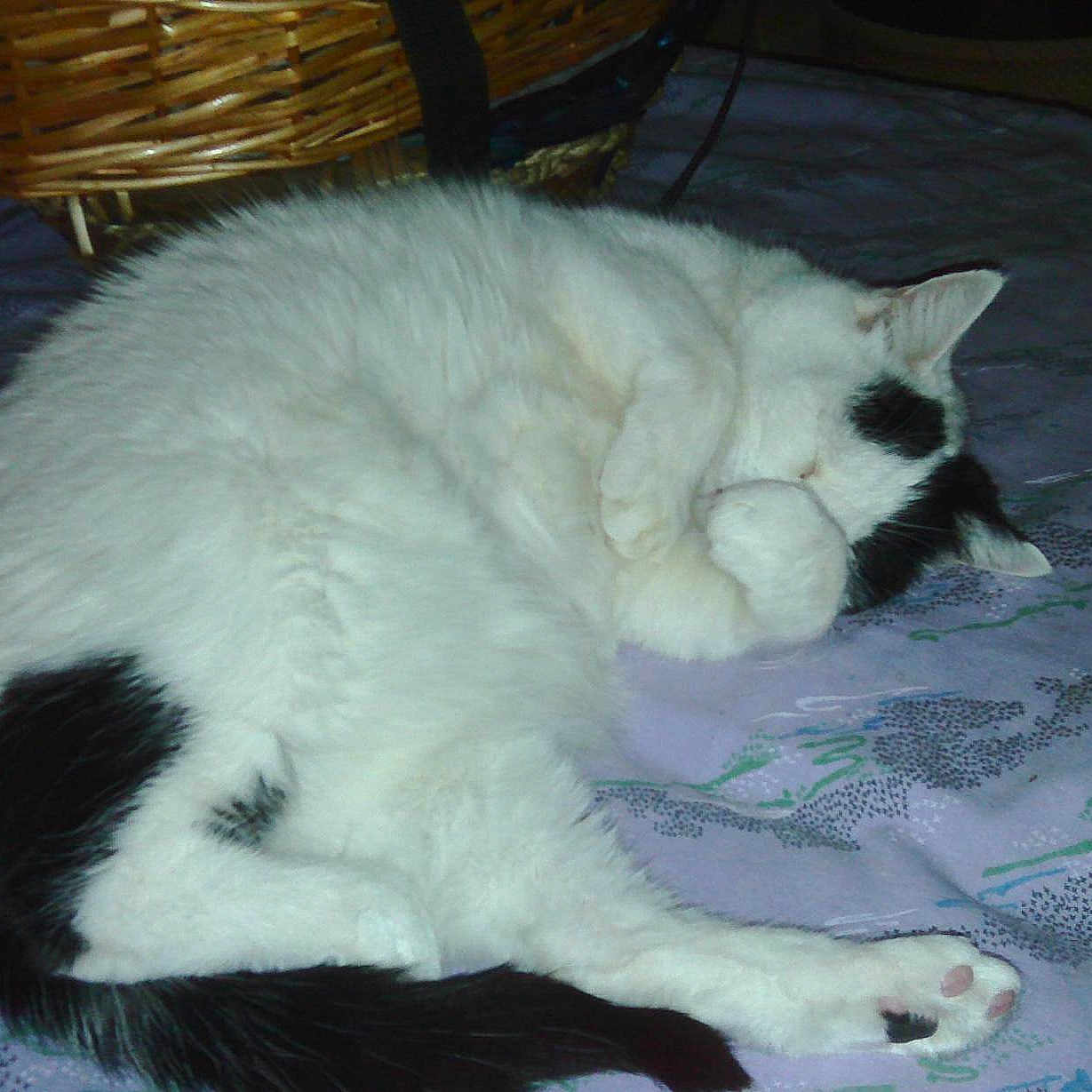 Minouchette