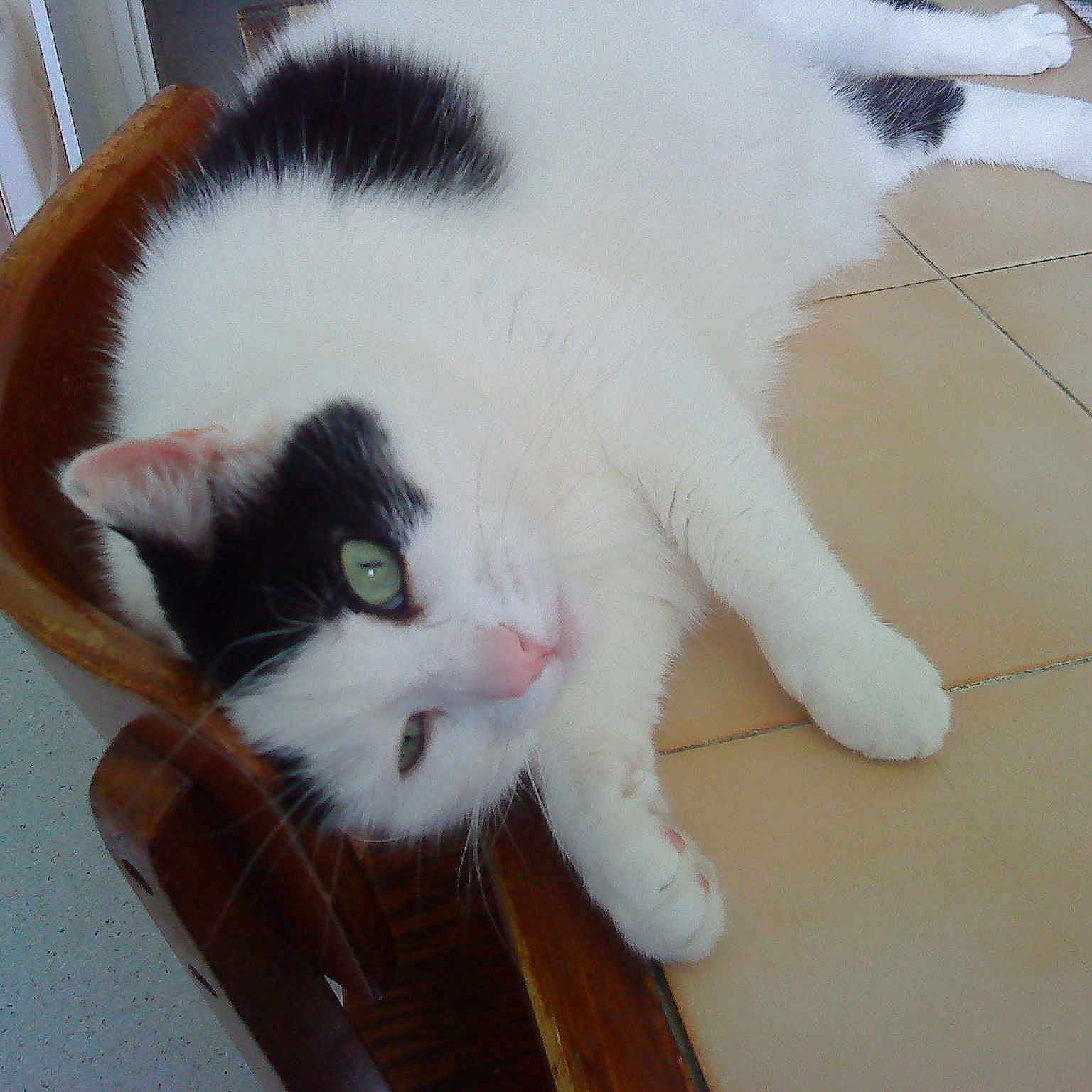 MINOUCHETTE