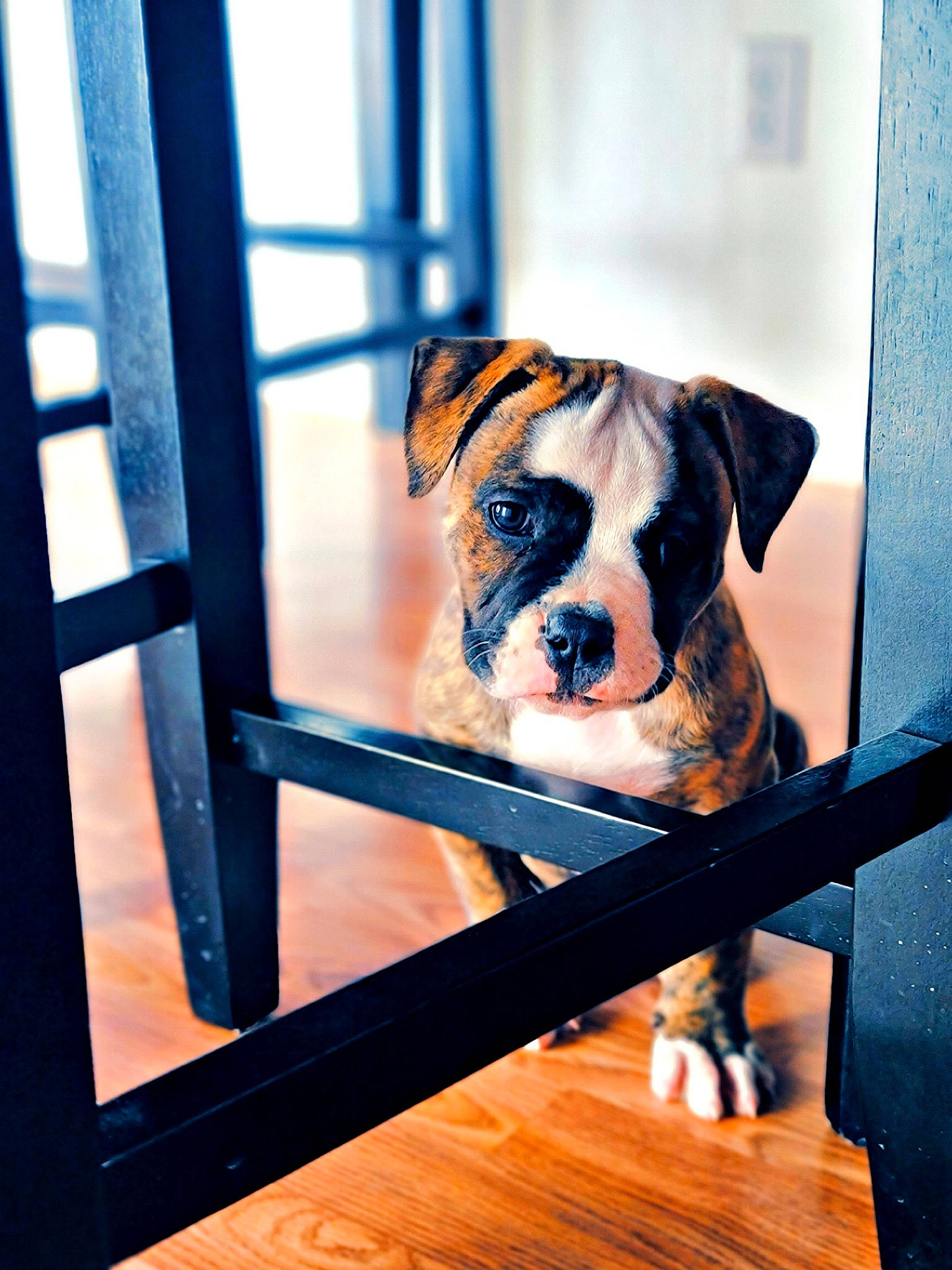 Axl joined the competition — help win amazing prizes! bulldog, canidae, carnivore, companion_dog, dog, dog_breed, dog_supply, electric_blue, fawn, flooring, hardwood, pet_supply, porch, snout, sporting_group, toy_dog, window, wood, working_animal, working_dog