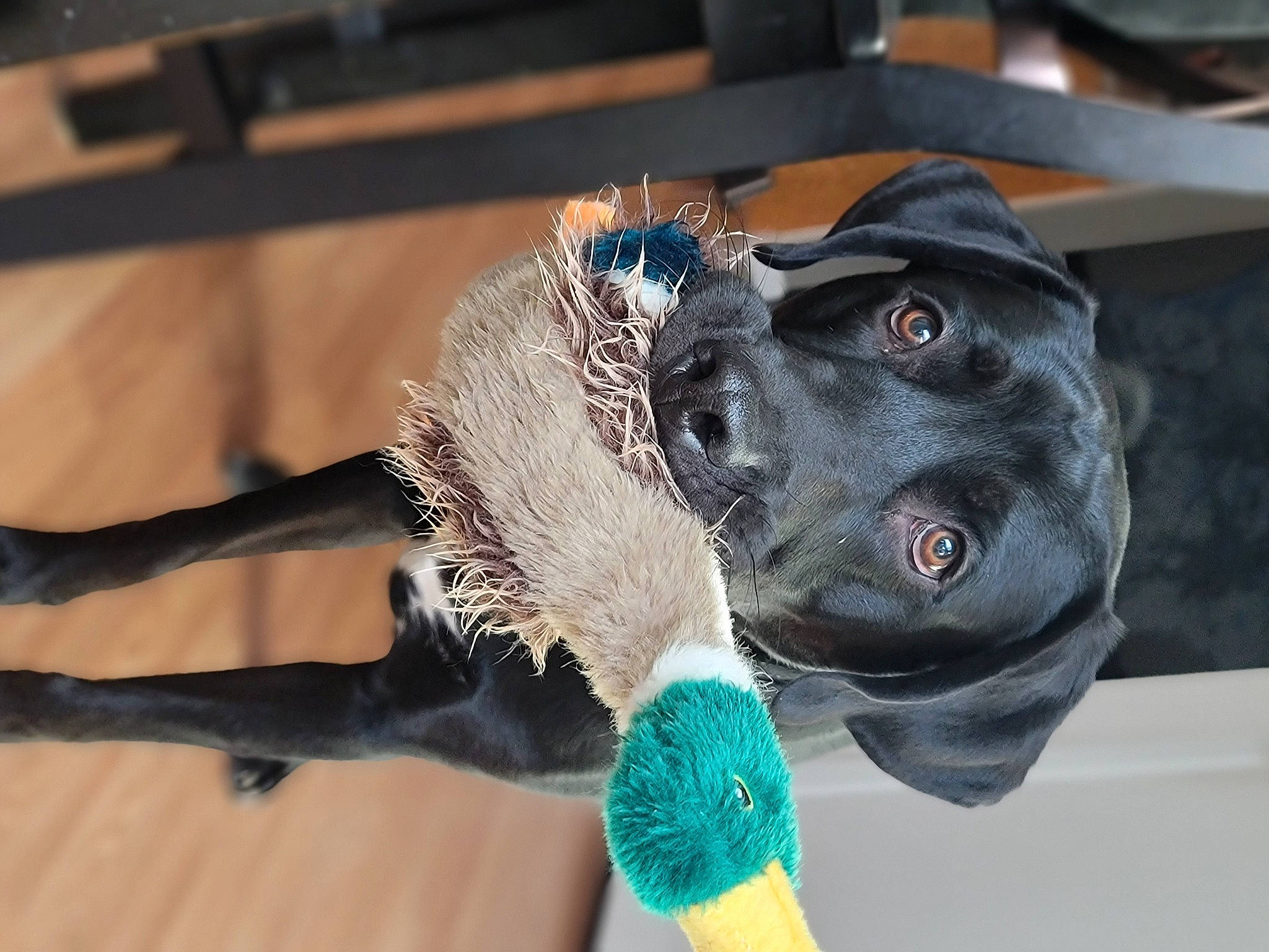 Ruger joined the competition — help win amazing prizes! canidae, carnivore, companion_dog, computer_keyboard, dog, dog_breed, dog_clothes, dog_supply, electric_blue, fang, flooring, fur, glove, hat, leash, personal_protective_equipment, snout, sporting_group, whiskers, working_animal