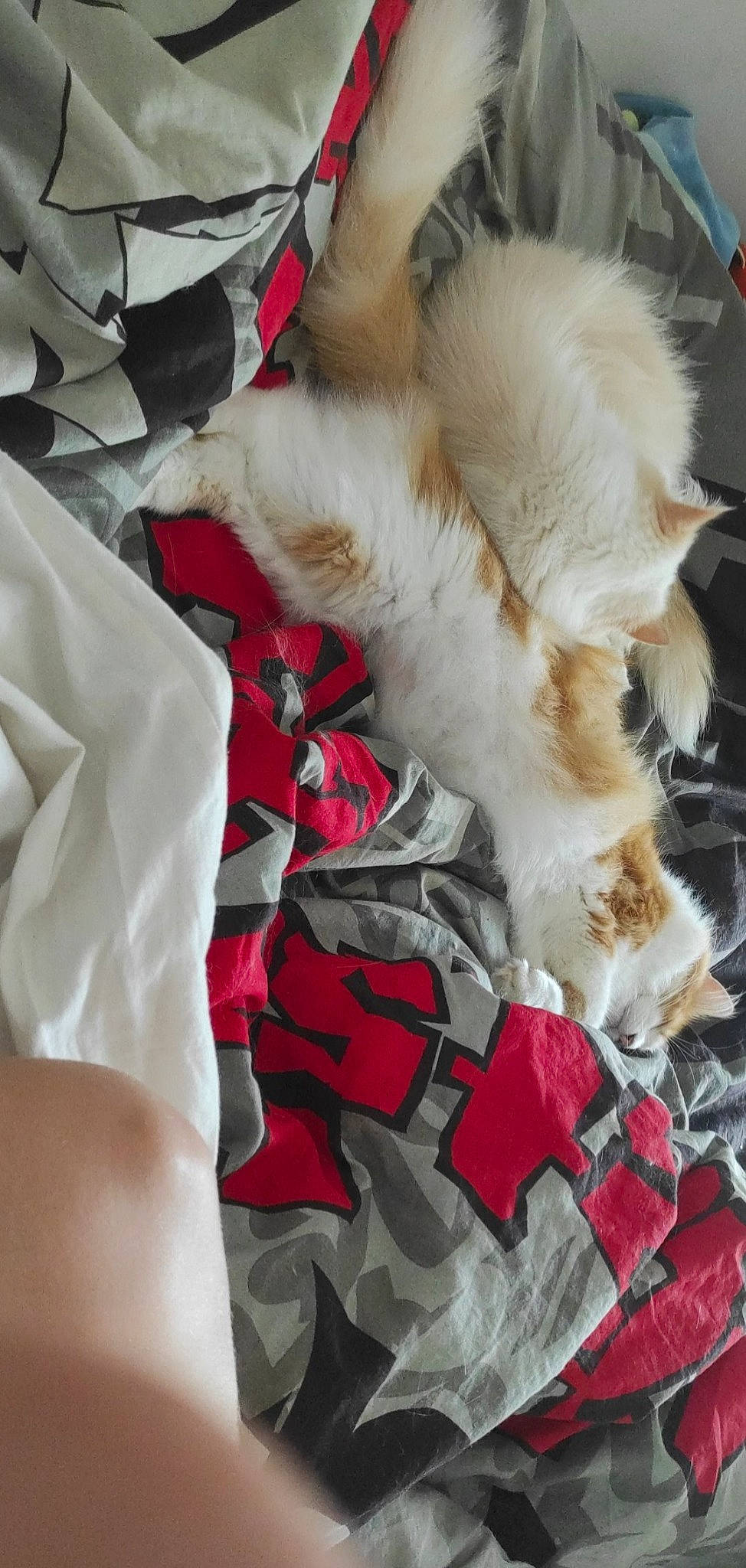 Loup a rejoint le concours — aidez-le/la à gagner de superbes lots ! canidae, carmine, carnivore, comfort, companion_dog, dog, dog_breed, fang, fashion_accessory, felidae, fur, pattern, paw, small_to_medium_sized_cats, sporting_group, tail, textile, tie, toy_dog, whiskers