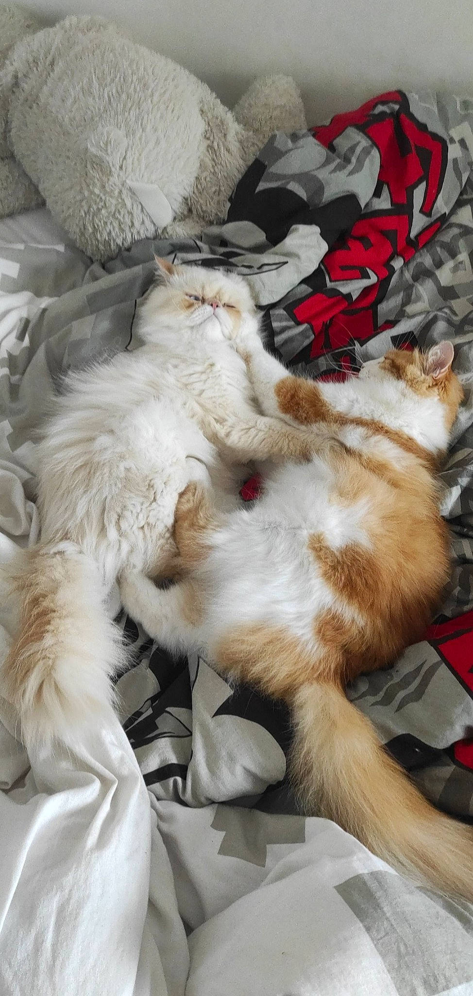 Loup participe au concours pour gagner de l'argent avec cette photo : carnivore, cat, claw, comfort, domestic_short_haired_cat, felidae, fur, nap, paw, small_to_medium_sized_cats, tail, whiskers