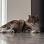abyssinian, angora, animal, cat, couch, furniture, hardwood, indoors, kitten, manx, pet, plywood, siamese, wood