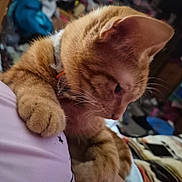 Chase joined the competition — help win amazing prizes! animal, bedroom, cat, close_up, clutter, collar, curious, cute, domestic, fur, furniture, hand, indoor, orange_tabby, paw, person, pet, resting, soft, whiskers