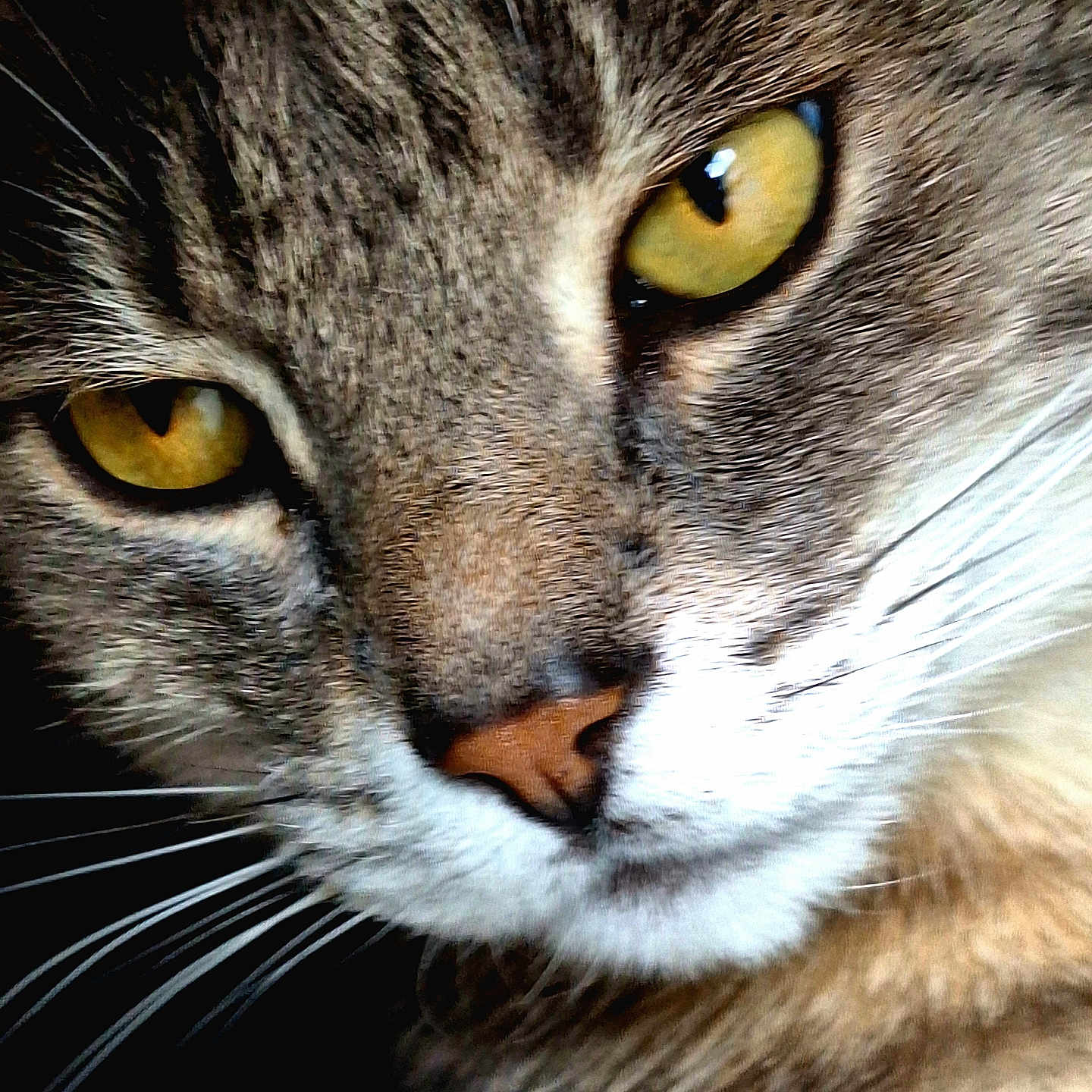 Nenette participe au concours pour gagner de l'argent avec cette photo : abyssinian, angora, animal, blackcat, brasssection, cat, horn, kitten, manx, musicalinstrument, pet, snout