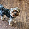 dog, small_dog, indoor, wooden_floor, pet, curious, fluffy, brown_fur, black_fur, standing, looking, companion, animal, cute, domestic, friendly, fur, canine, house, floor