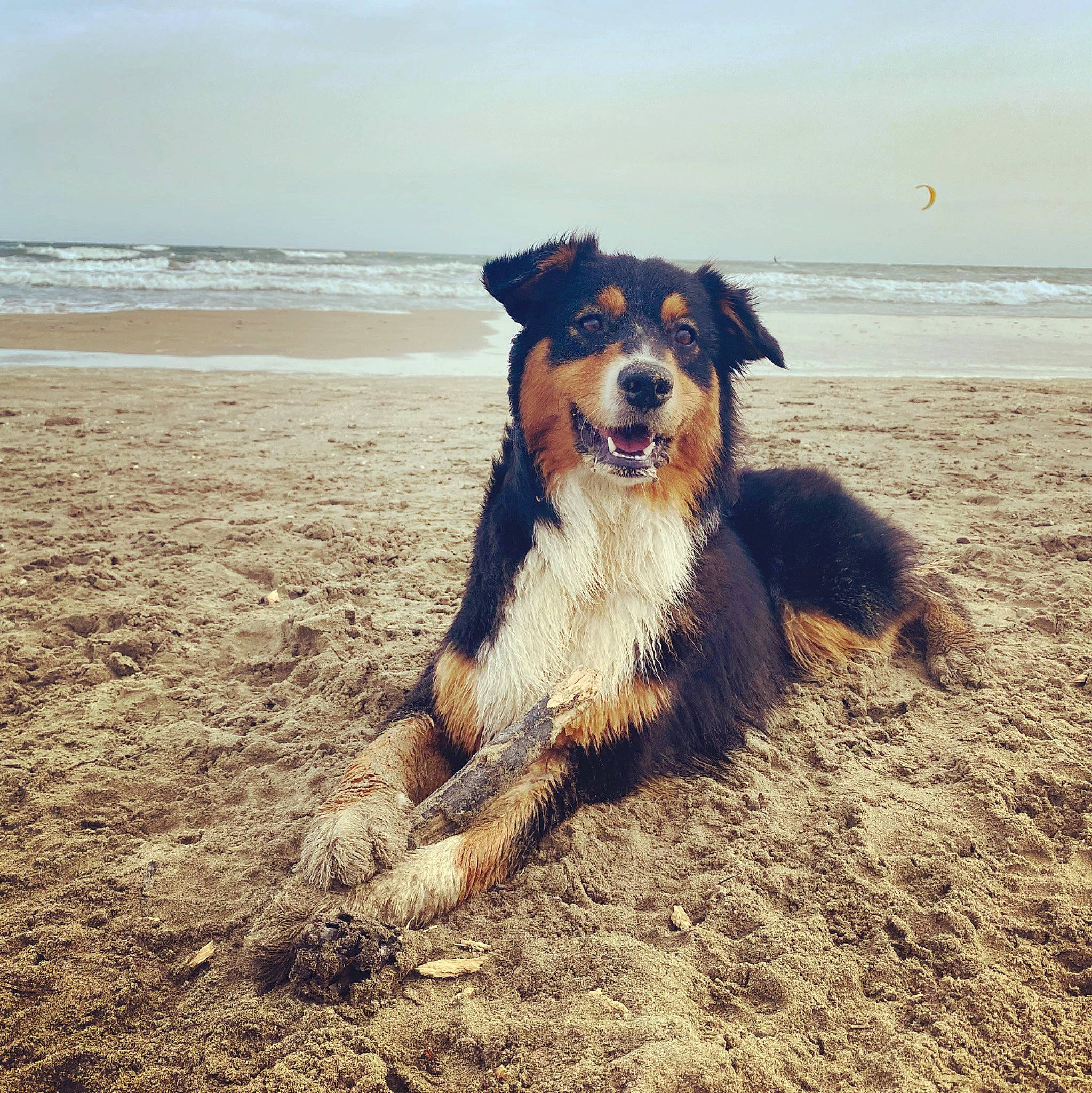 Circé participe au concours pour gagner de l'argent avec cette photo : beach, bernese_mountain_dog, carnivore, cloud, coast, companion_dog, dog, dog_breed, happy, herding_dog, horizon, ocean, shore, sky, smile, snout, soil, sporting_group, water, wind_wave