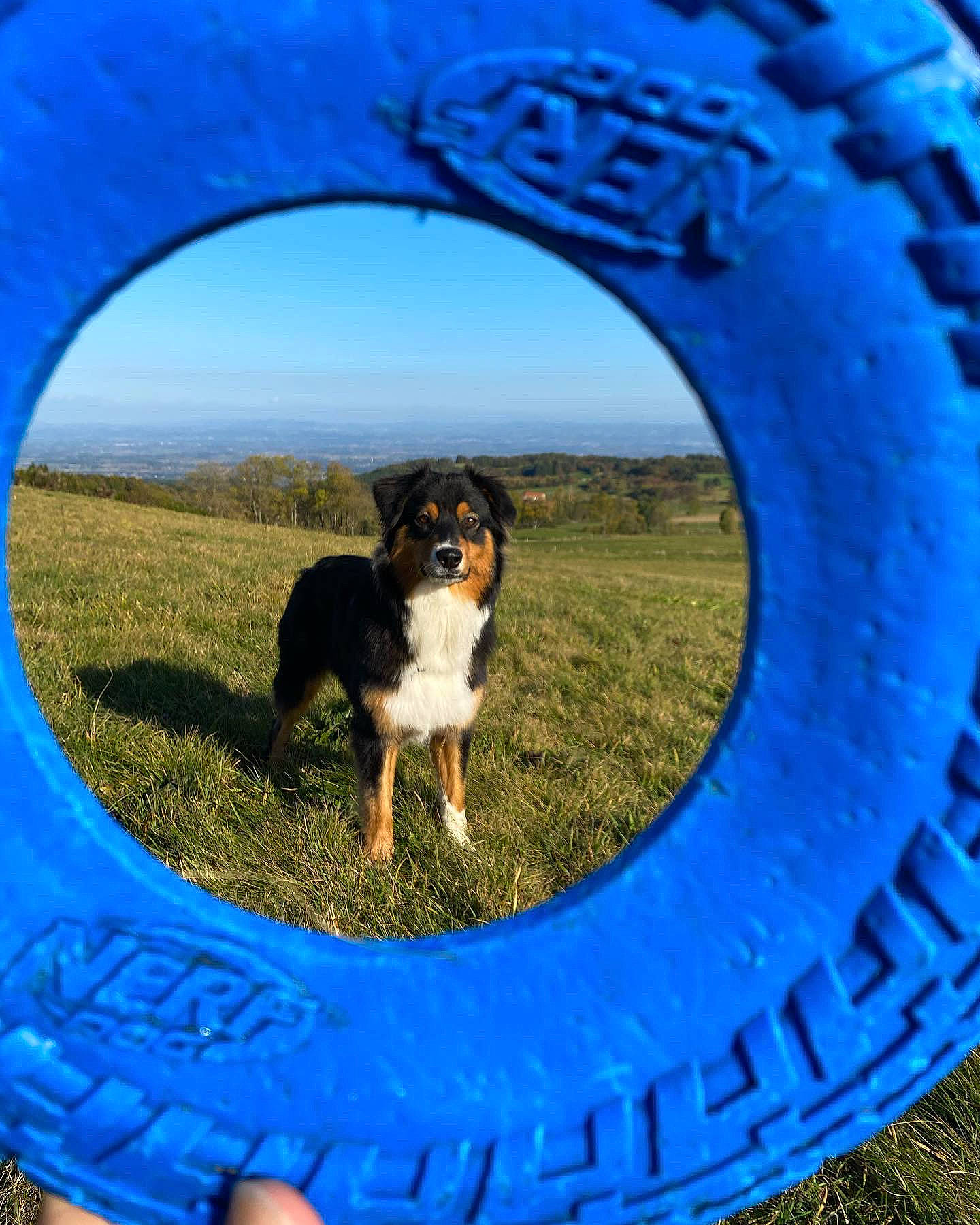 Circé a rejoint le concours — aidez-le/la à gagner de superbes lots ! automotive_tire, azure, blue, carnivore, circle, companion_dog, dog, dog_breed, electric_blue, grass, herding_dog, landscape, leisure, pet_supply, sky, sporting_group, synthetic_rubber, tire, tread, wheel