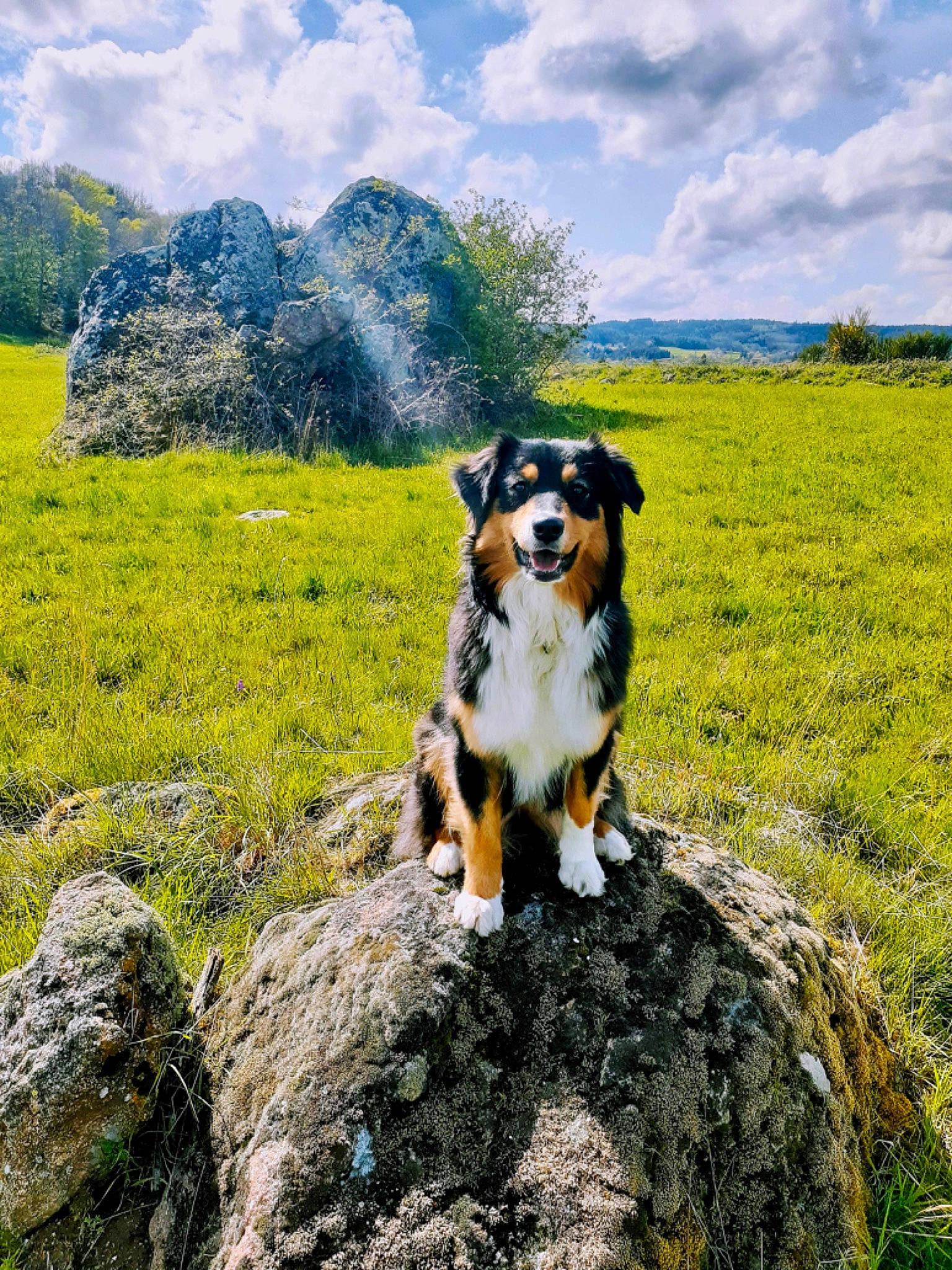 Circé participe au concours pour gagner de l'argent avec cette photo : bedrock, carnivore, cloud, companion_dog, dog, dog_breed, grass, grassland, herding_dog, hill, landscape, leisure, mountain, natural_landscape, people_in_nature, plant, rock, sky, tree, working_animal