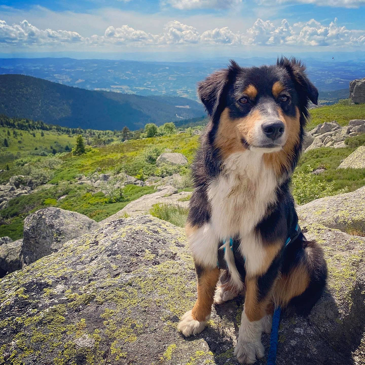 Circé participe au concours pour gagner de l'argent avec cette photo : adventure, canidae, carnivore, cloud, companion_dog, cumulus, dog, dog_breed, herding_dog, hill, horizon, landscape, mountain, mountain_range, natural_landscape, plant, rock, sky, sporting_group, working_dog