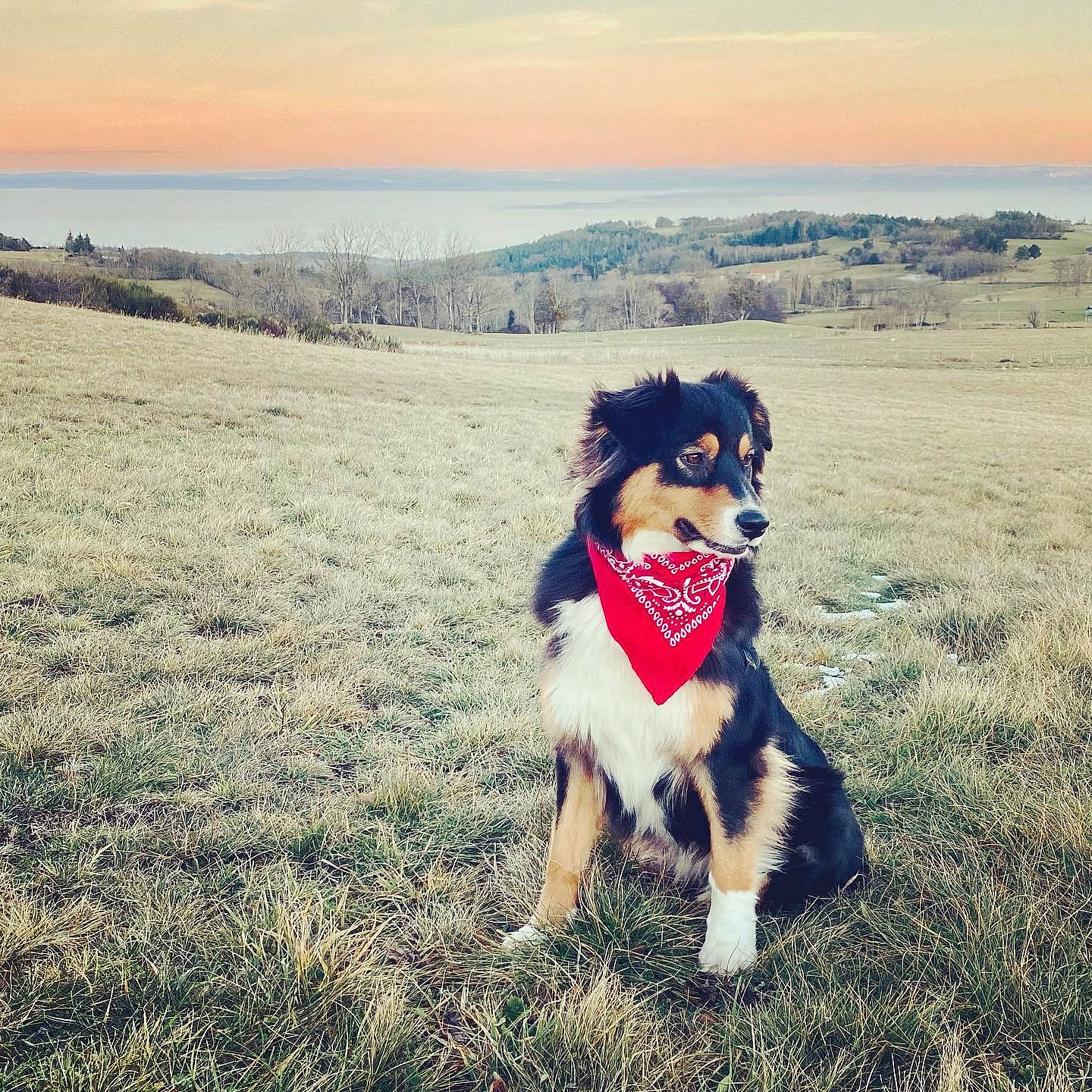 Circé participe au concours pour gagner de l'argent avec cette photo : canidae, carnivore, cloud, companion_dog, dog, dog_breed, fawn, fun, grass, grassland, happy, herding_dog, horizon, landscape, people_in_nature, sky, smile, sunglasses, sunlight, sunset