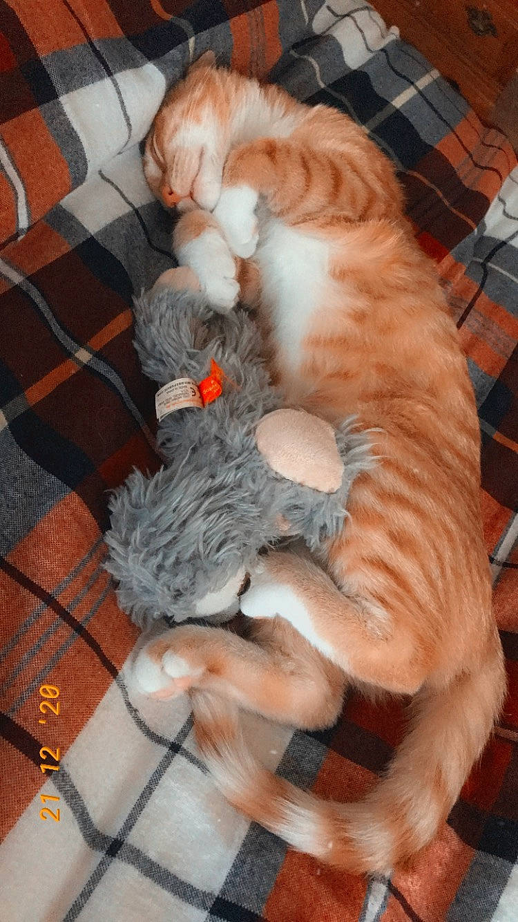 Lucky Jr joined the competition — help win amazing prizes! canidae, carnivore, cat, claw, comfort, companion_dog, dog_breed, domestic_short_haired_cat, fawn, felidae, flooring, fur, paw, small_to_medium_sized_cats, snout, sporting_group, tail, toy, whiskers, wood