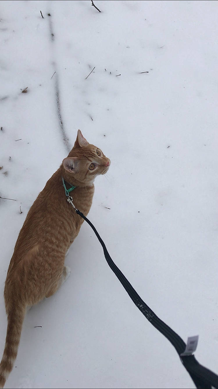 Lucky Jr is registered to the contest to win money with this photo: carnivore, cat, claw, collar, domestic_short_haired_cat, fawn, felidae, freezing, fur, gesture, shadow, small_to_medium_sized_cats, snout, snow, tail, terrestrial_animal, twig, whiskers, wildlife, winter