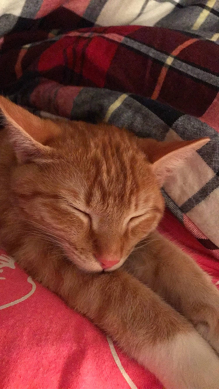 Lucky Jr joined the competition — help win amazing prizes! carmine, carnivore, cat, comfort, domestic_short_haired_cat, fawn, felidae, fur, linens, nap, pattern, paw, plaid, room, small_to_medium_sized_cats, tail, tartan, textile, whiskers, wood