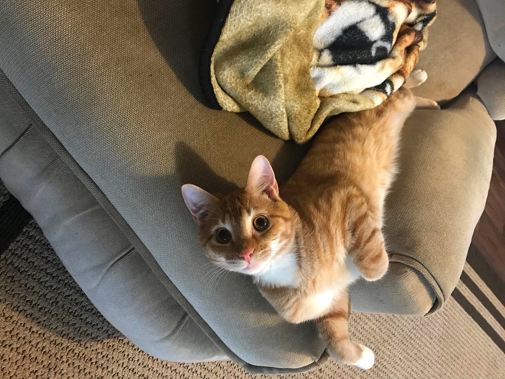 Lucky Jr is registered to the contest to win money with this photo: beige, canidae, carnivore, cat, claw, comfort, companion_dog, devon_rex, dog_breed, domestic_short_haired_cat, fawn, felidae, fur, grey, linens, paw, small_to_medium_sized_cats, snout, tail, whiskers