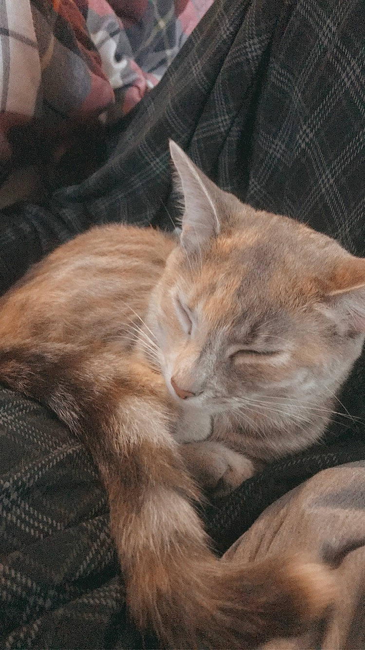 Gray is registered to the contest to win money with this photo: carnivore, cat, chartreux, claw, comfort, domestic_short_haired_cat, ear, fawn, felidae, fur, gesture, nap, paw, sleep, small_to_medium_sized_cats, tail, terrestrial_animal, whiskers, wildlife