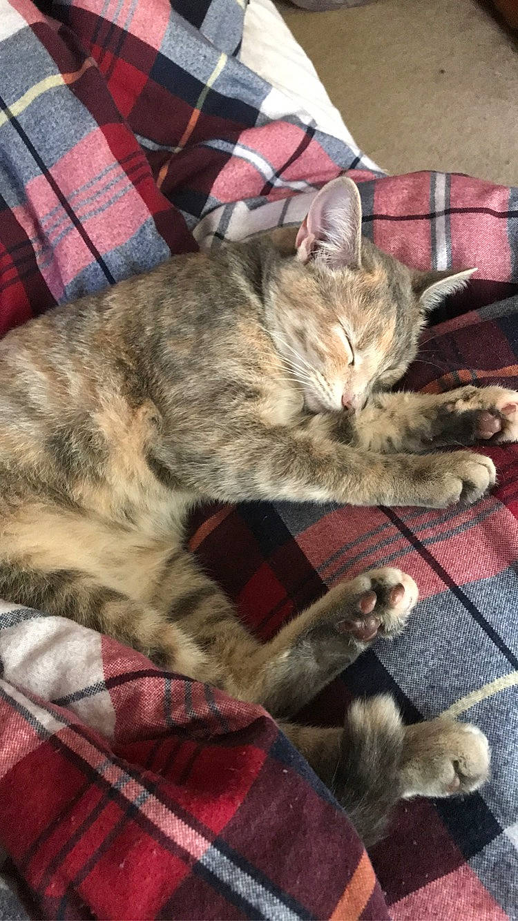 Gray is registered to the contest to win money with this photo: carnivore, cat, claw, comfort, domestic_short_haired_cat, felidae, fur, lap, linens, mammal, nap, pattern, paw, plaid, small_to_medium_sized_cats, tail, tartan, textile, vertebrate, whiskers