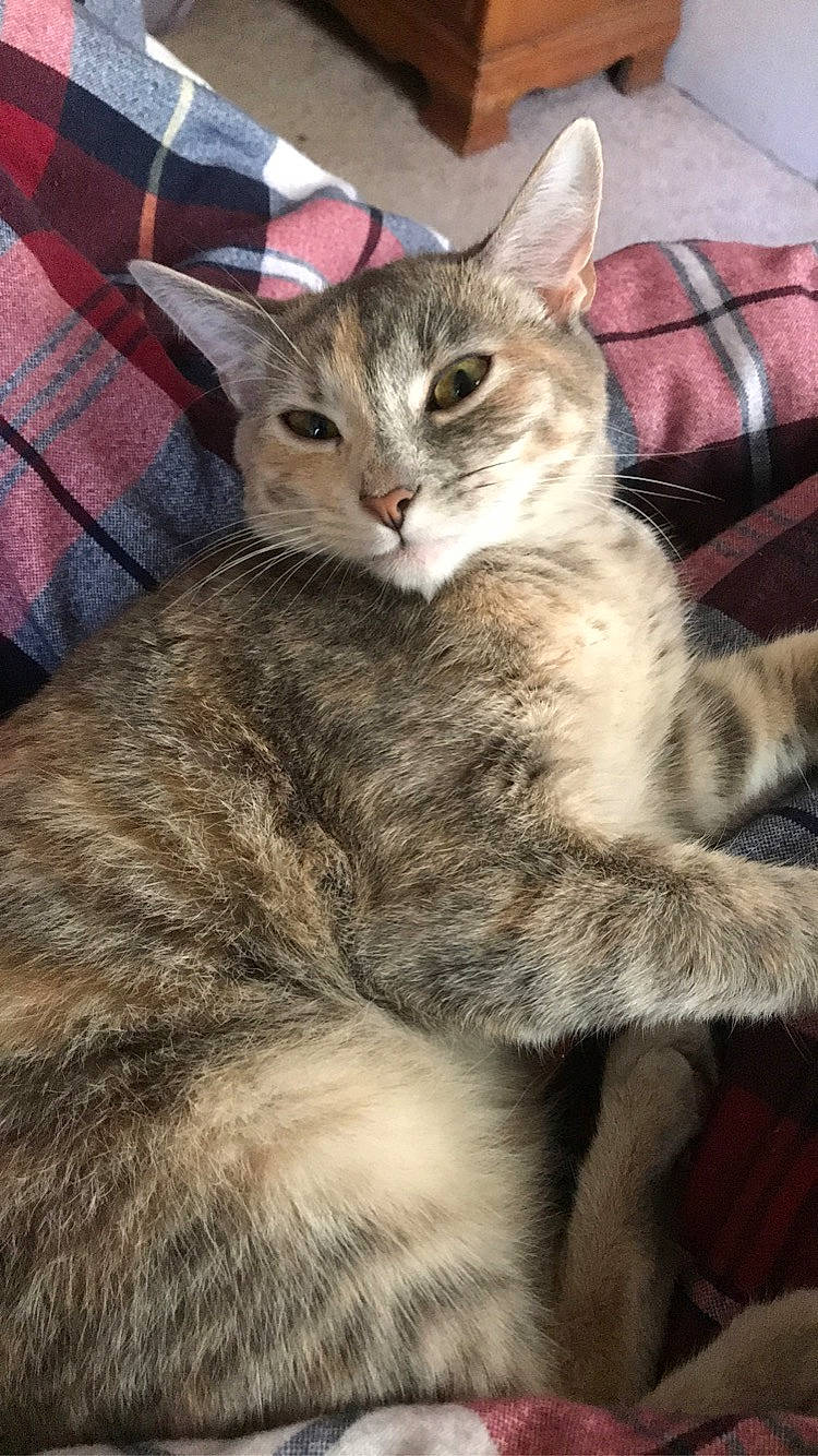 Gray is registered to the contest to win money with this photo: carnivore, cat, claw, comfort, domestic_short_haired_cat, felidae, fur, paw, small_to_medium_sized_cats, snout, tail, tartan, terrestrial_animal, whiskers