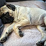 animal, blanket, canine, closeup, comfort, cozy, cute, dog, fur, home, indoors, napping, paw, pet, pug, relaxation, resting, sleeping, snout, soft