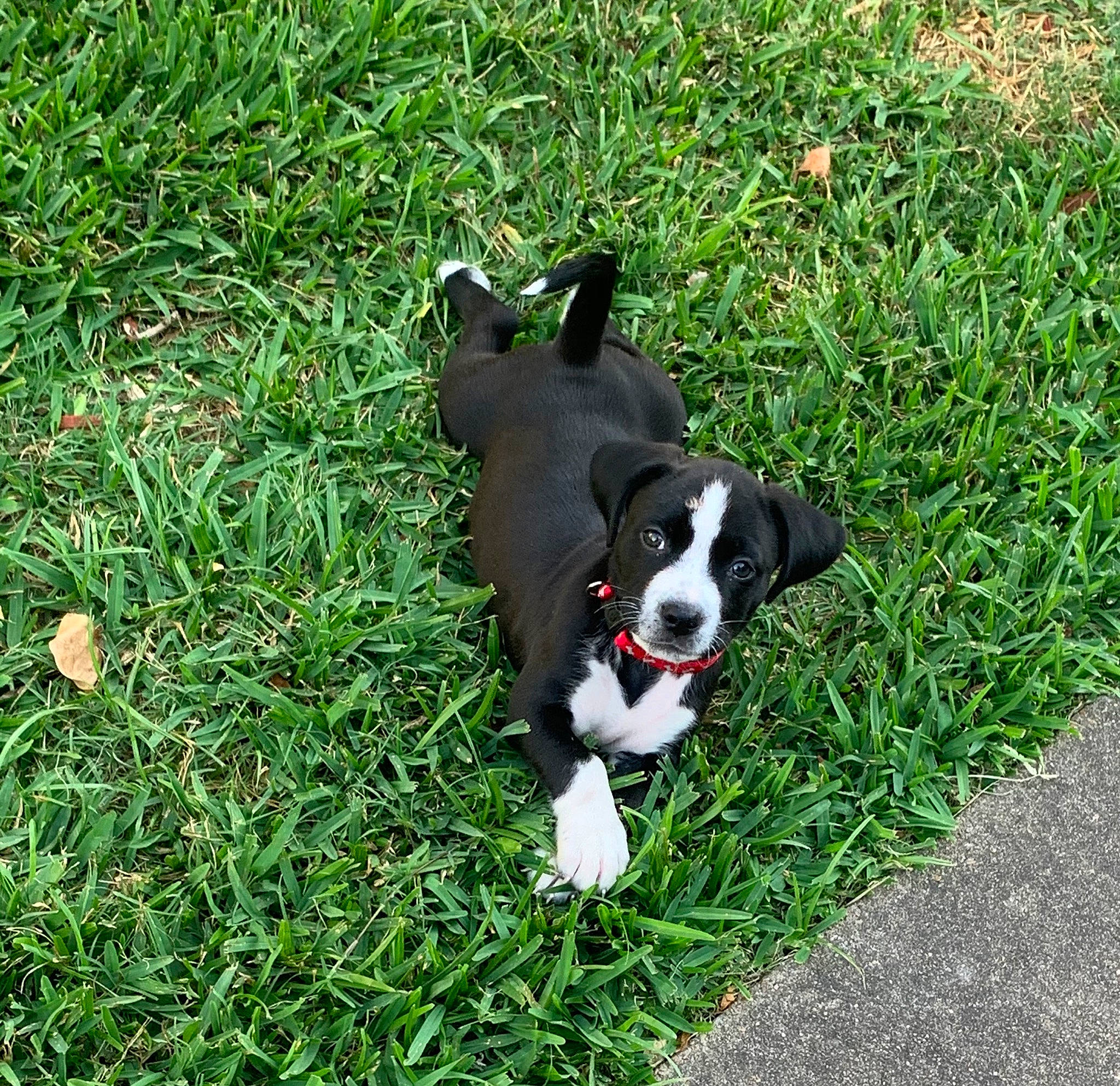 Chevy is registered to the contest to win money with this photo: border_collie, boston_terrier, canidae, carnivore, companion_dog, dog, dog_breed, english_springer_spaniel, grass, mammal, mcnab, non_sporting_group, plant, puppy, sporting_group, stabyhoun, tail, working_dog