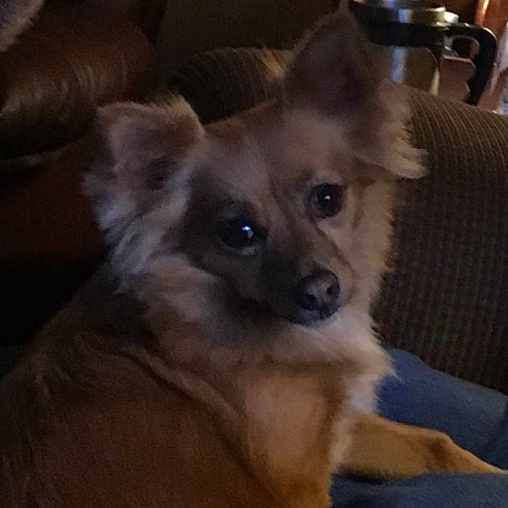 Sanford joined the competition — help win amazing prizes! animal, architecture, building, canine, chair, chihuahua, cockerspaniel, couch, cushion, dog, eskimodog, furniture, homedecor, indoors, interiordesign, lamp, livingroom, pet, puppy, room