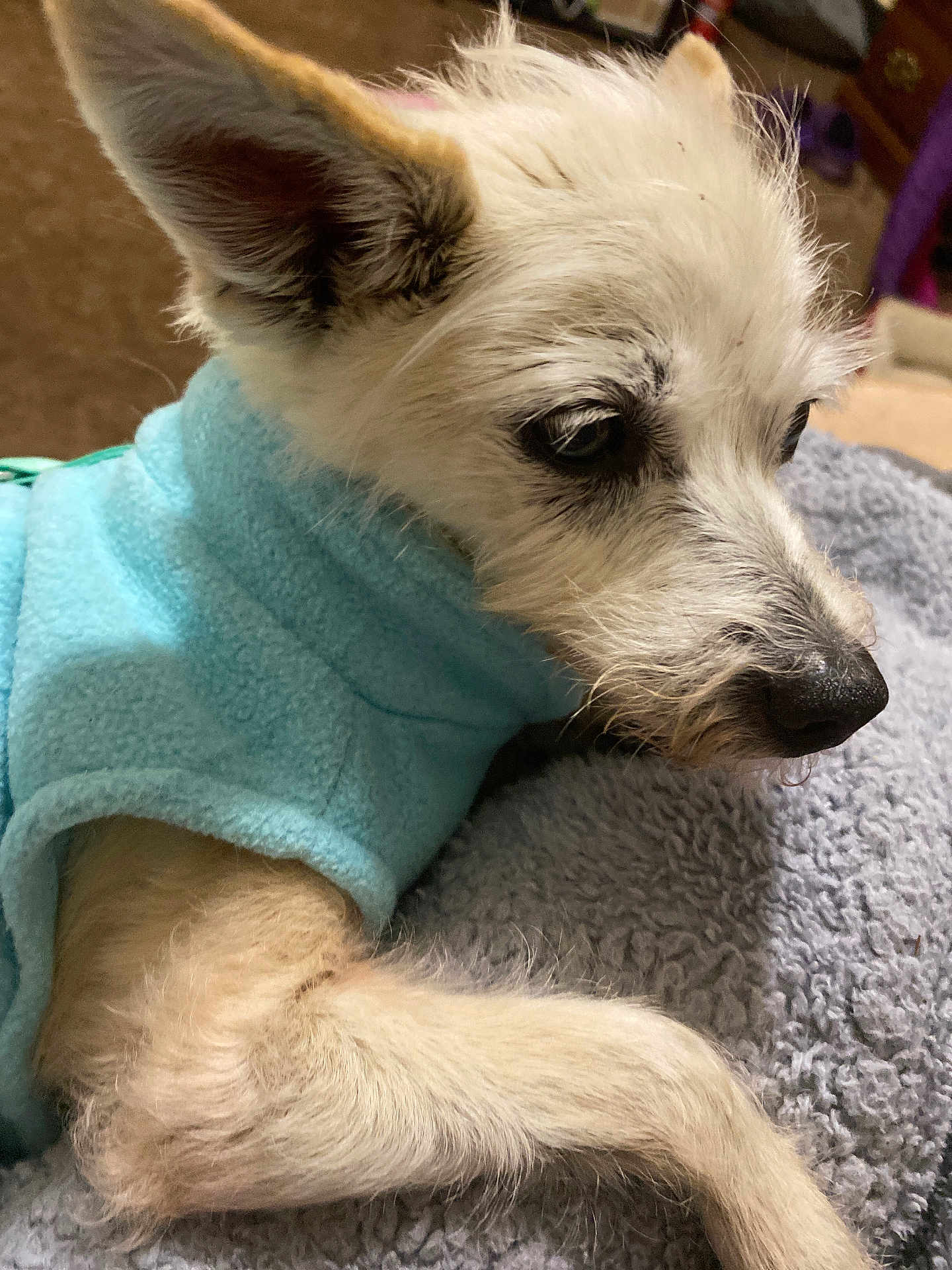 Cristina joined the competition — help win amazing prizes! dog, small_dog, white_dog, fleece_jacket, blue_jacket, pet, animal, resting, close_up, cozy, ears, fur, blanket, indoor, calm, cute, side_view, snout, paw, portrait