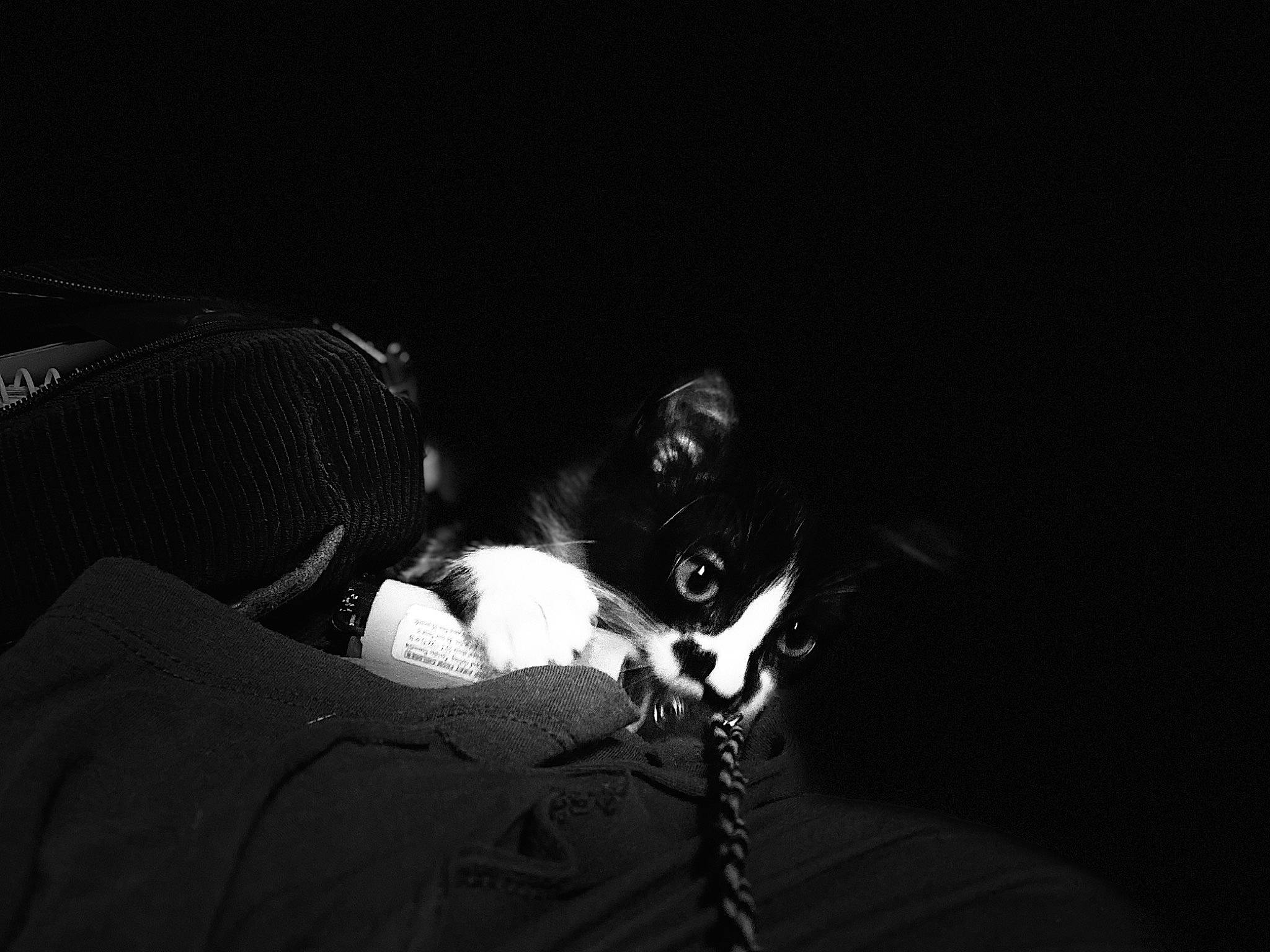 Little Bear is registered to the contest to win money with this photo: audio_equipment, automotive_lighting, canidae, carnivore, cloud, comfort, darkness, dog, dog_breed, event, eyewear, felidae, flash_photography, monochrome, monochrome_photography, small_to_medium_sized_cats, sporting_group, still_life_photography, tints_and_shades, whiskers