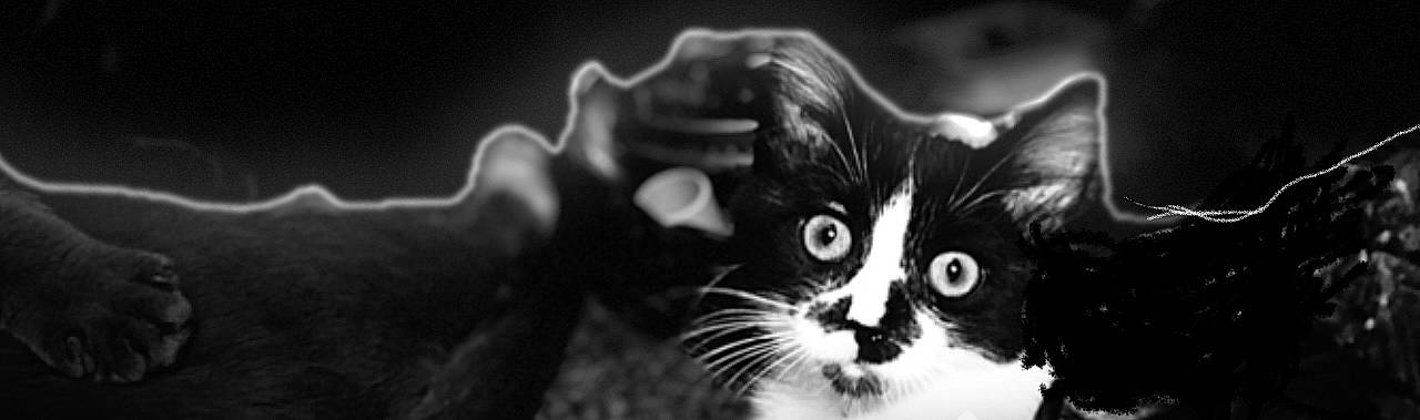 Little Bear joined the competition — help win amazing prizes! carnivore, cat, darkness, domestic_short_haired_cat, felidae, fur, liquid, macro_photography, monochrome, monochrome_photography, small_to_medium_sized_cats, snout, terrestrial_animal, whiskers