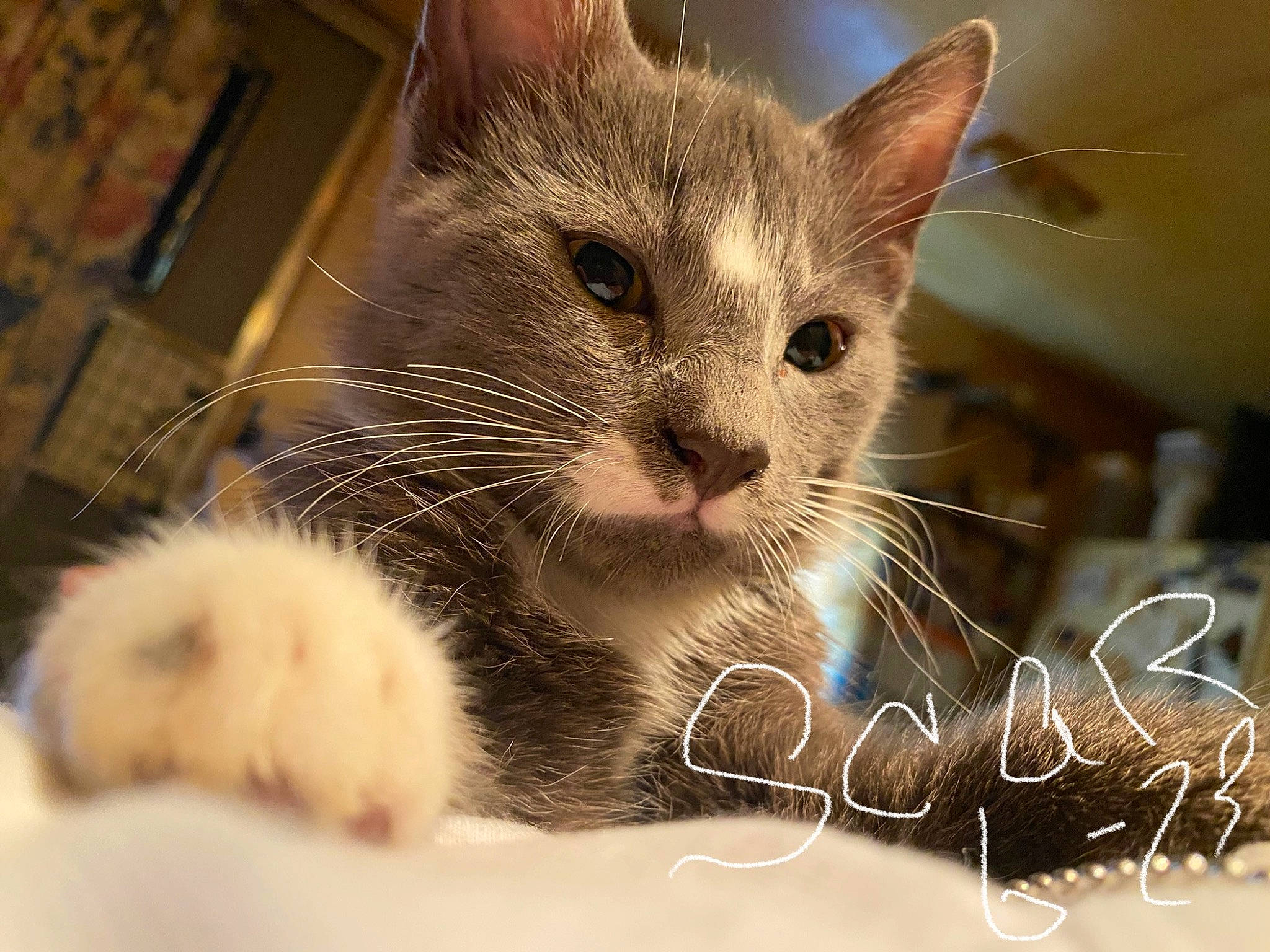 Ewok is registered to the contest to win money with this photo: carnivore, cat, cat_supply, cat_toy, claw, domestic_short_haired_cat, felidae, fur, paw, pet_supply, photo_caption, small_to_medium_sized_cats, snout, whiskers