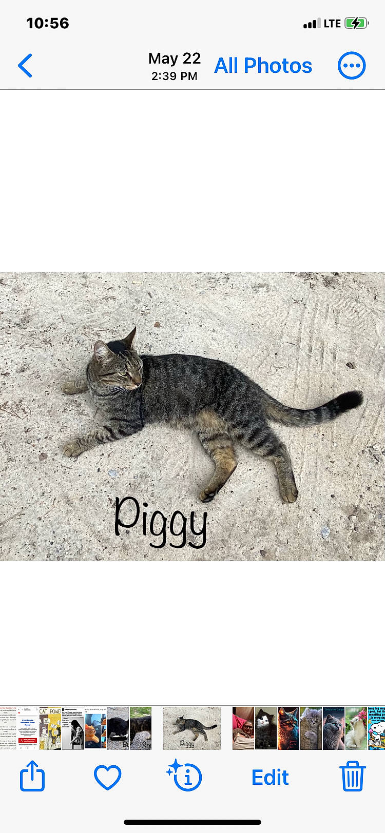 Ewok joined the competition — help win amazing prizes! art, canidae, carnivore, cat, claw, domestic_short_haired_cat, felidae, fur, metal, paw, small_to_medium_sized_cats, snout, tail, terrestrial_animal, whiskers, wildlife