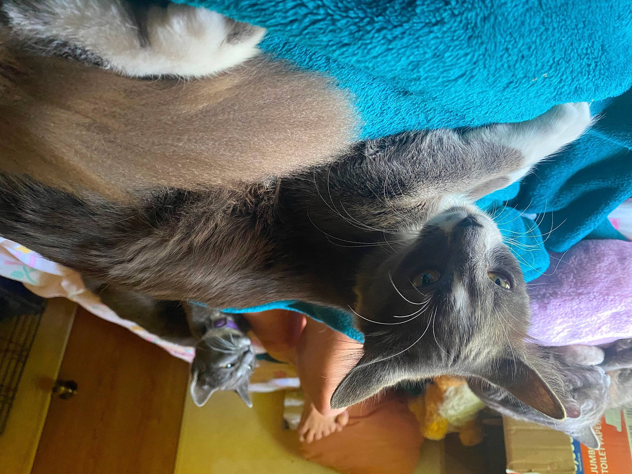 Ewok joined the competition — help win amazing prizes! carnivore, collar, comfort, dog_breed, electric_blue, fawn, feather, felidae, foot, fur, human_leg, mammal, paw, small_to_medium_sized_cats, snout, sporting_group, tail, vertebrate, whiskers, working_animal